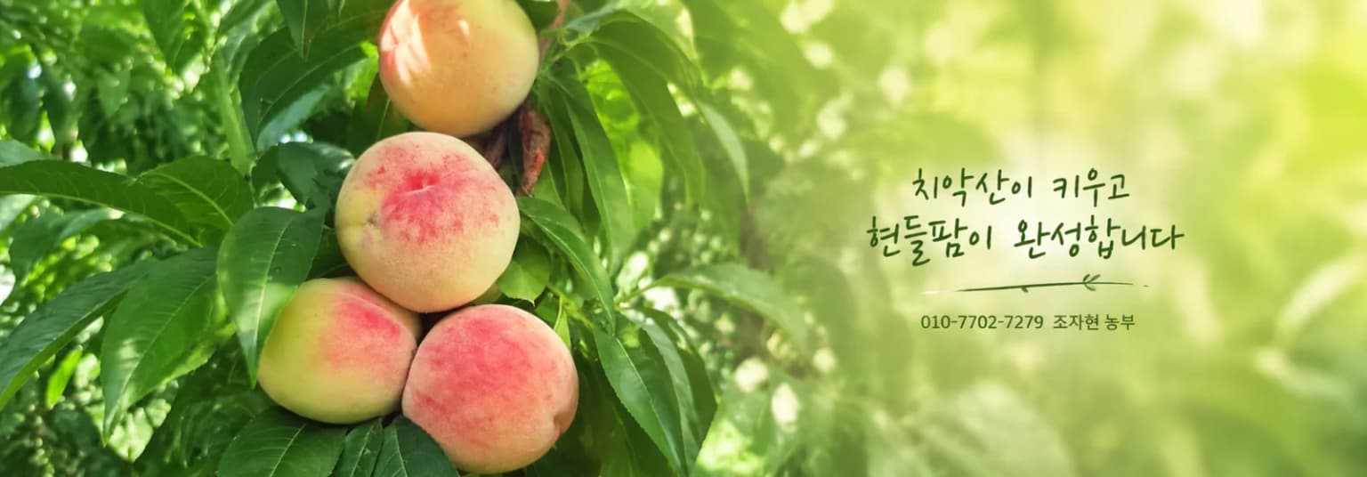 복숭아