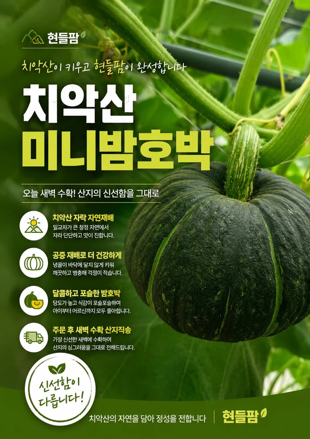 미니 밤호박