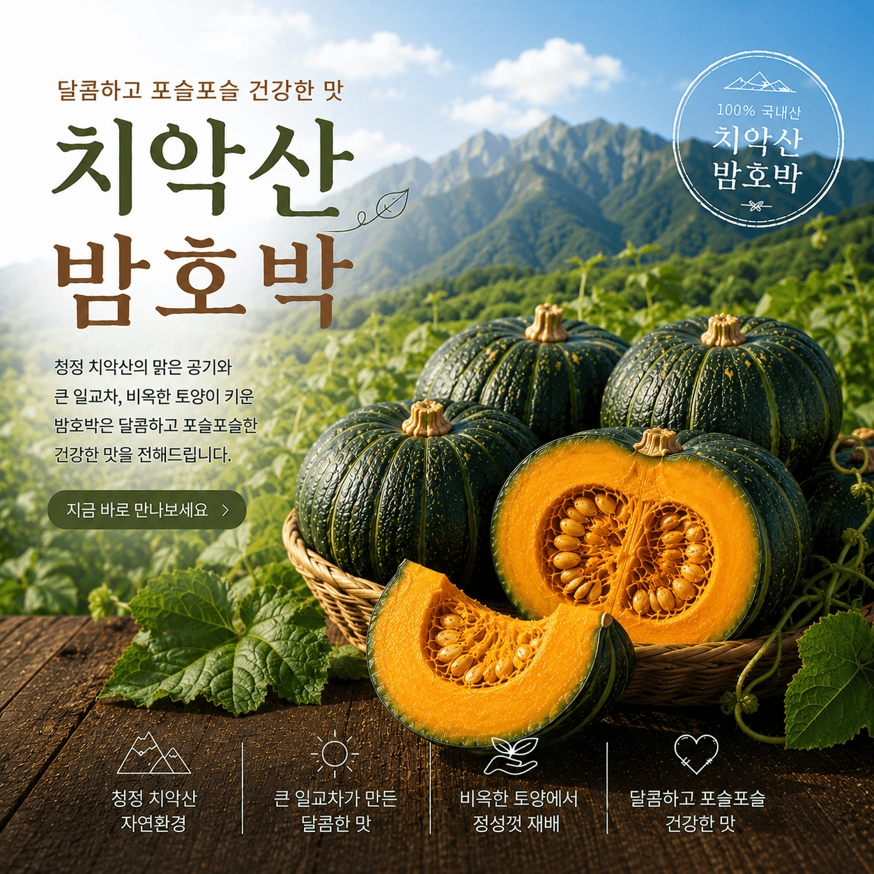 치악산 미니 밤호박 (보우짱)