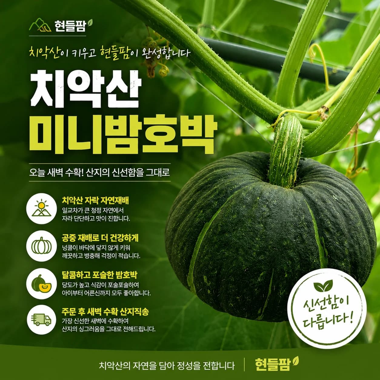 치악산 미니 밤호박 (보우짱)