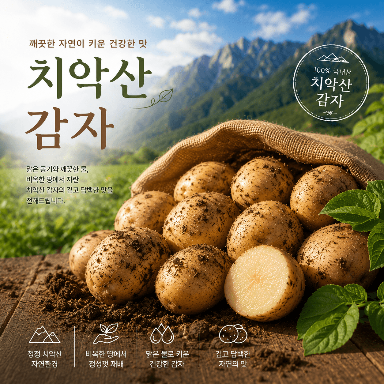 치악산 감자(수미)