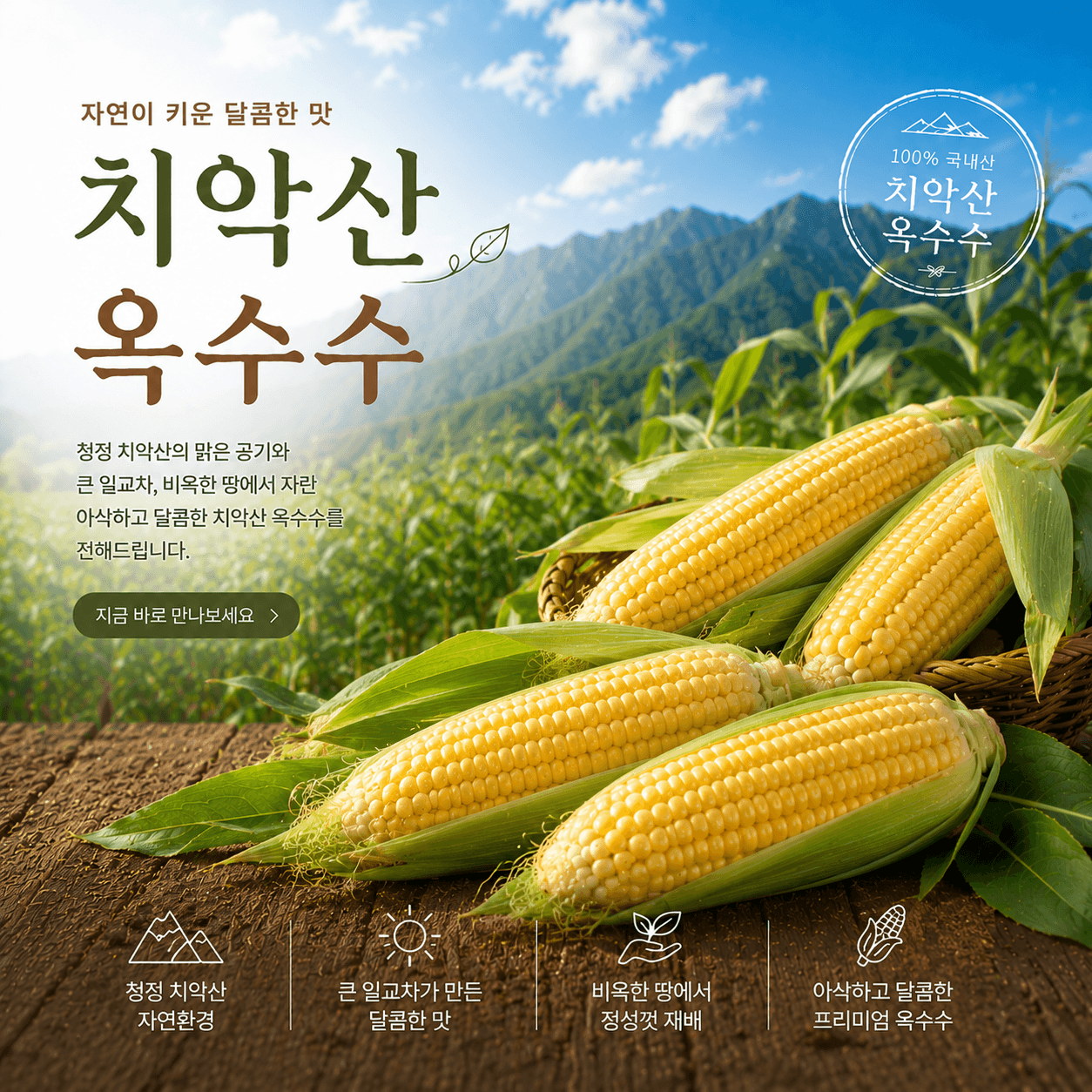 치악산 옥수수(미백)