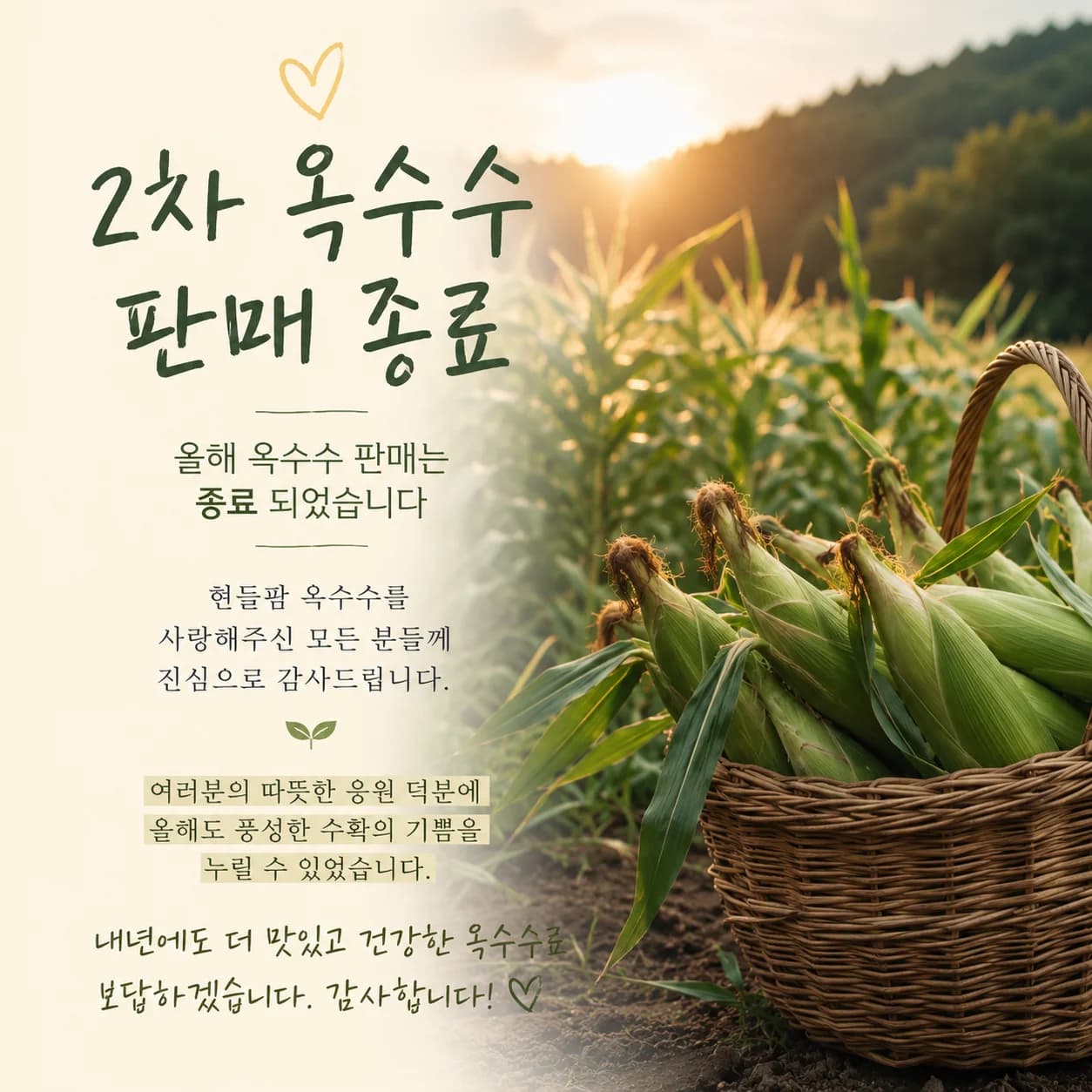 치악산 찰옥수수 (미백)